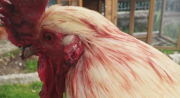 Cane inferocito massacra il gallo e uccide tutte le galline nel pollaio