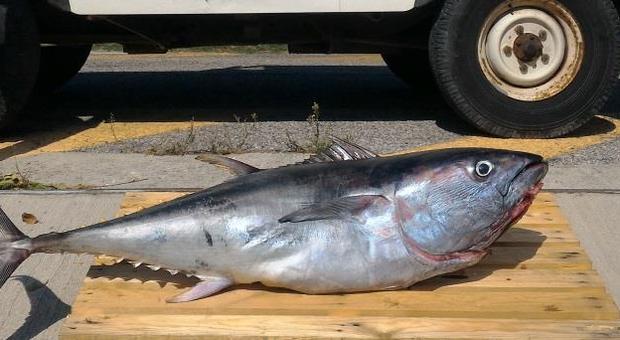 Pesaro, pesca e vende un succulento tonno rosso: multato anche il ristorante