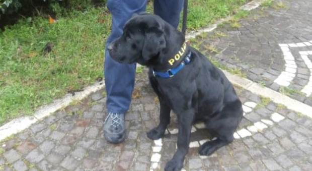 Labrador poliziotto scopre un chilo di droga nascosto in un mobile