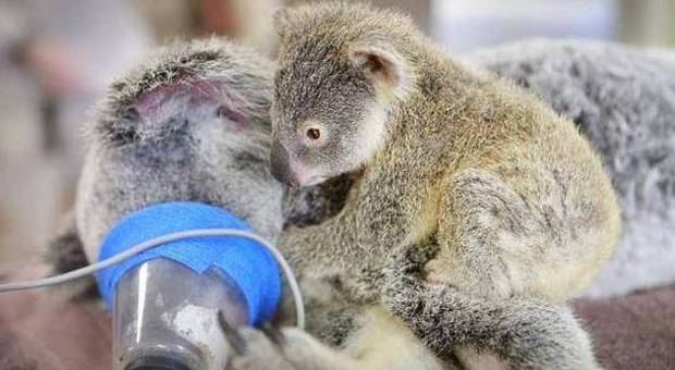 Mamma koala investita e operata, il suo cucciolo le resta attaccato per tutto l'intervento