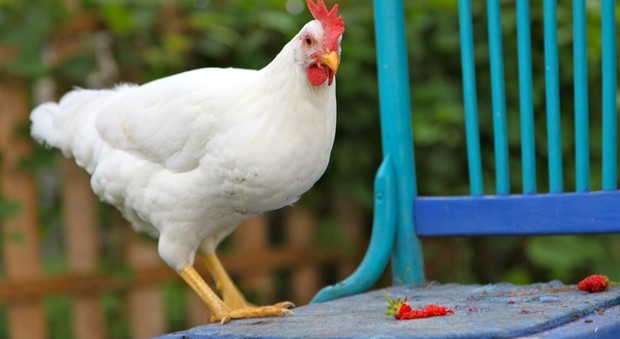 Razzia nel pollaio dell'azienda agricola a km 0: via galli e galline