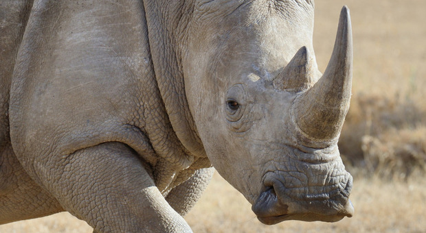 Rinoceronte bianco, ottenuta prima gravidanza da un embrione in provetta