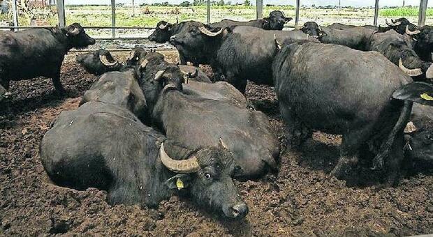 Allarme brucellosi, Confagricoltura: «Regione no vax per le bufale»
