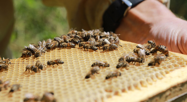 Gelate e nubifragi: produzione del miele crolla dell'80%. Oggi la Giornata mondiale delle api
