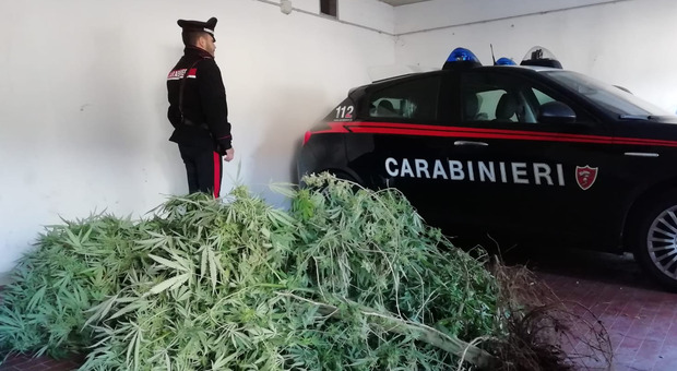 Trovata e sequestrata pianta di marijuana alta tre metri a Melito di Napoli