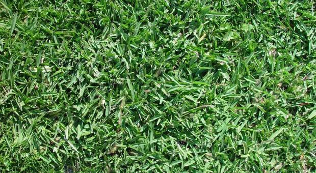 L'odore dell'erba appena tagliata è un grido di aiuto: ecco perché le piante lo emettono