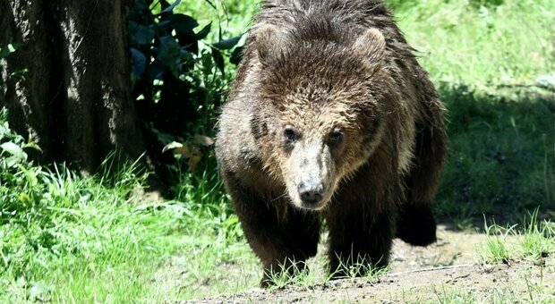 La Slovenia abbatterà 230 orsi: «Necessario per la sicurezza della popolazione»
