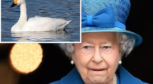 Paura per la regina Elisabetta, un “serial killer” perseguita i suoi cigni