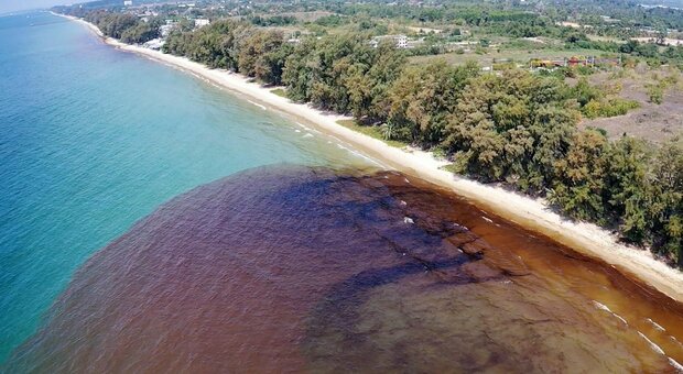 Thailandia, petrolio minaccia barriere coralline e spiagge: disperata operazione di pulizia