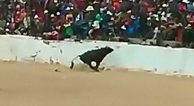 Perù, paura alla corrida: il toro bersagliato di oggetti scavalca le barriere e si lancia tra il pubblico