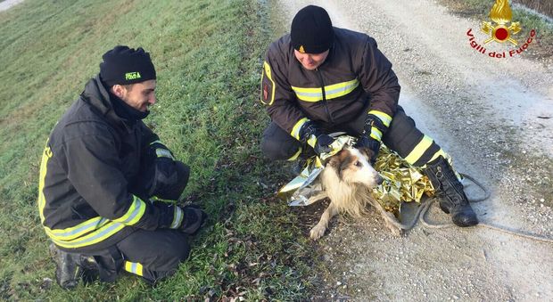 Cane cade nel Bacchiglione e rischia di annegare: salvato dai pompieri