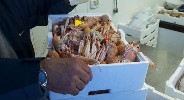 Ciampino, pesce congelato venduto per fresco: 70 kg sequestrati