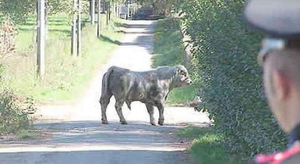 Toro da 450 chili fugge da un allevamento: ucciso con una raffica di mitra