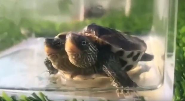 Tartaruga a due teste trovata in Cina. «Si tratta di un'anomalia genetica»