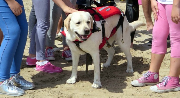 Ambra, il cane della Federazione salvamento star della giornata di educazione balneare
