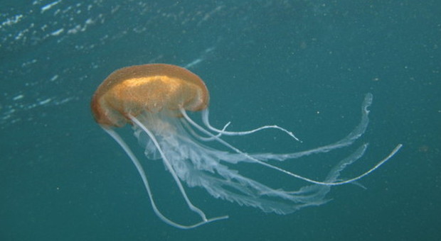 Una medusa aliena nel golfo di Venezia "Mai vista prima, come ci è arrivata?"