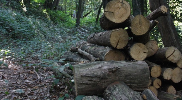 Dramma nel bosco: stroncato da un infarto mentre taglia la legna
