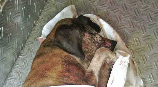 Barbarie a Pesaro, cane chiuso in un sacco e gettato nel fiume: "Non serviva più"