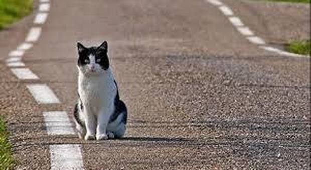 Investe un gattino con l'auto e fugge: sanzionato per omissione di soccorso