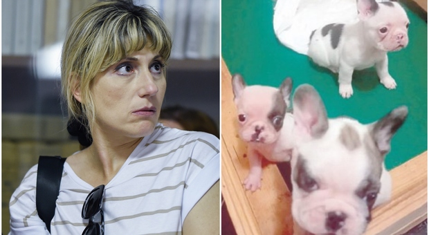 Giorgia Castriota e e la strana vendita di cani: animali senza pedigree ceduti per 100 euro