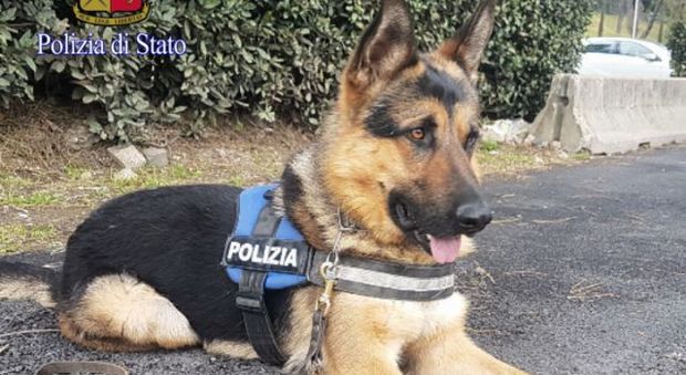 Da trovatello a cane poliziotto: Ares al suo primo giorno di lavoro