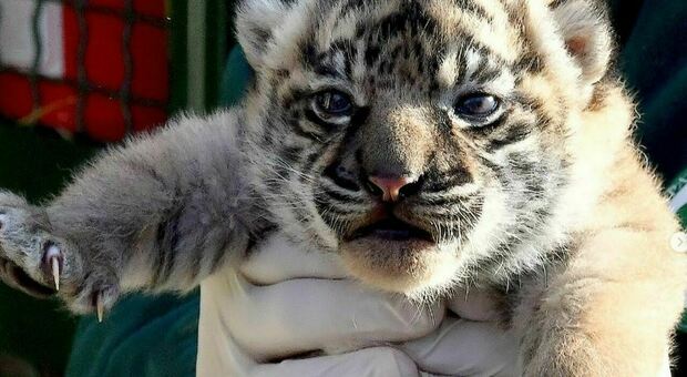 La tigre di Sumatra nata al Bioparco di Roma