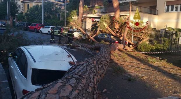 L'albero caduto in viale Carnaro a Montesacro