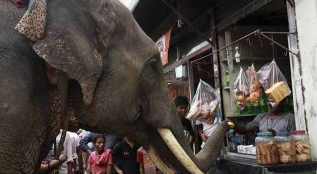 Elefante scappa dal circo e viene trovato in un mercato: «Aveva fame»