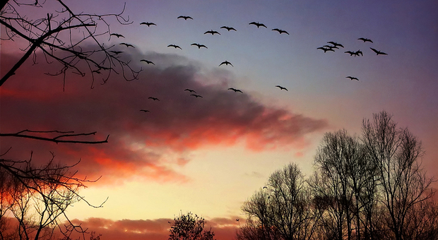 Gli ibis in volo al tramonto