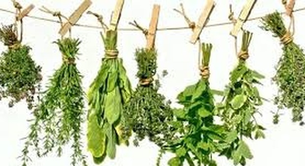 Tornare in forma con le erbe aromatiche: ecco le 5 migliori dimagranti, sgonfianti, drenanti