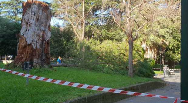 Cade un pino in villa comunale, chiuso al pubblico il polmone verde di Pagani