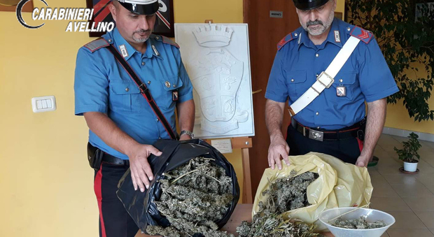 Tre chili di marijuana nella rimessa del vigneto a Taurasi: arrestato
