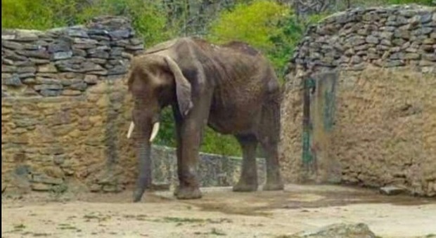 Zoo senza soldi, l'elefante rischia di morire di fame /Ft