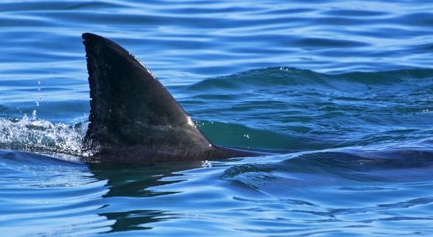 Florida, tre attacchi di squali in 24 ore sulla stessa spiaggia: il video dell'allarme lanciato dalla Fox News