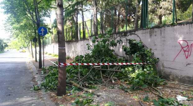 Roma, albero cade su auto a San Pietro: ferita una donna