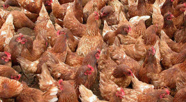 Virus aviaria, in quarantena ad Attigliano un allevamento di quindicimila galline
