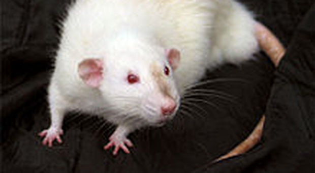 Invasione di ratti bianchi: a centinaia avvistati sulle strade