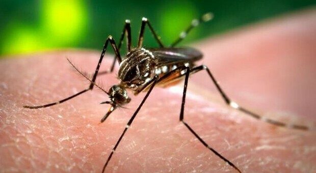 L'Italia è invasa dalla zanzara giapponese: può diventare vettore di malattie