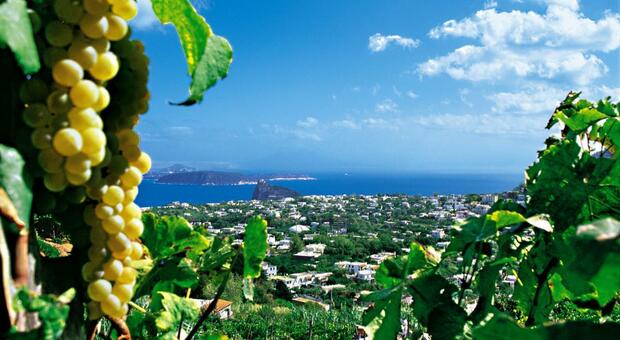 Una veduta dell'isola di Ischia