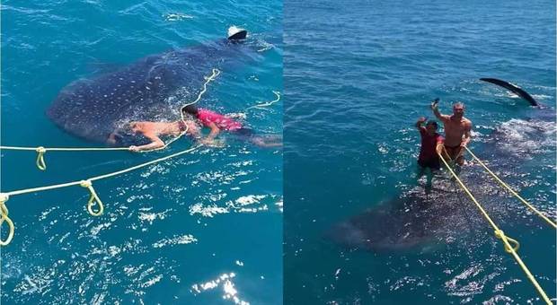 Incontrano uno squalo balena e decidono di cavalcarlo come fosse una tavola da surf (immagine pubblicata da Isla Mujeres al Dìa)