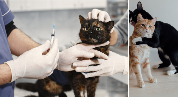 Vendetta di San Valentino, «i gatti sterilizzati potranno avere il nome dell'ex». L'iniziativa animalista, ecco il motivo