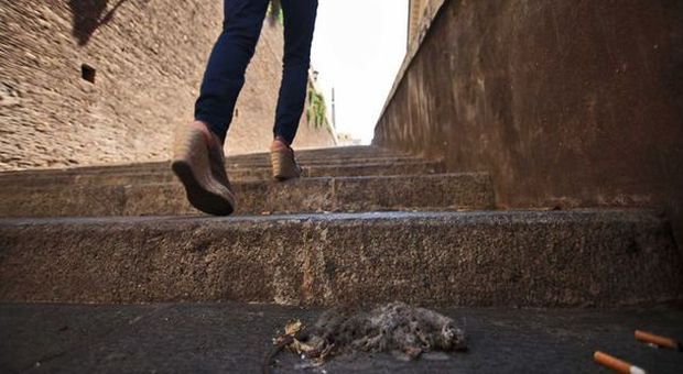 Sos decoro a piazza di Spagna: sulla scalinata anche topi morti