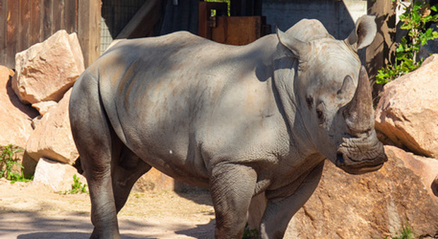 Un rinoceronte bianco che ha perso le corna a causa dei bracconieri torna nel suo habitat dopo 6 anni e 30 operazioni