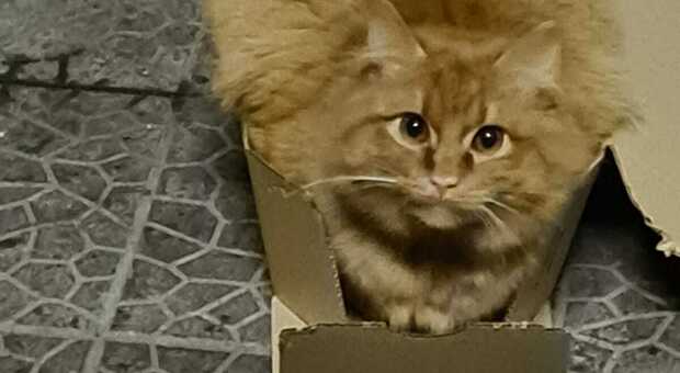 Gatto scomparso nel Salento: «Hanno rapito Fru Fru», faceva la guardia alla culla