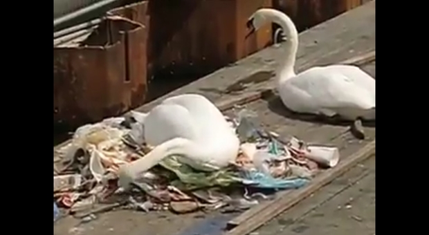 La coppia di cigni che costruisce il nido con i rifiuti in un canale di Amsterdam (video di Ton Dijkman pubblicato You Tube da You Animal.it)