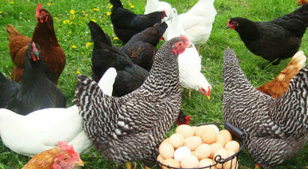 Salento, uova senza etichette e galline senza documentazione sanitaria: maxi-sequestro in un'azienda