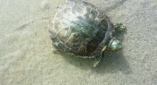Una delle tartarughe ritrovate
