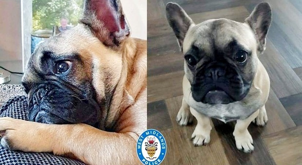 Ritrovato cagnolino rubato dai ladri assieme ai regali di Natale, la polizia: «Finalmente è tornato a casa»