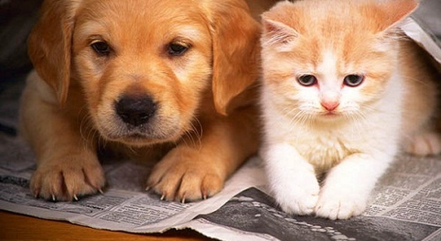 Un conto corrente per cani e gatti: «Home banking e promozioni sulle spese». Costa 6 euro al mese