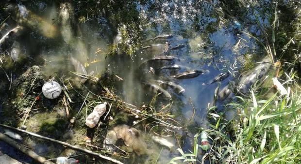 Roma, centinaia di pesci morti nel Tevere: è mistero. Indagano Asl e Arpa